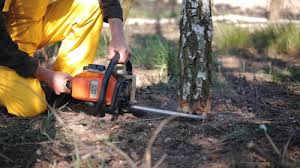 Trusted Stone Ridge, NY Tree Removal Experts