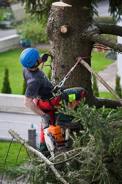 Best Fruit Tree Pruning  in Stone Ridge, NY